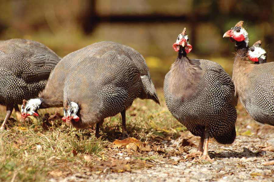 Reader Rose Elliot wrote in to warn of some of the downsides of keeping guineas.